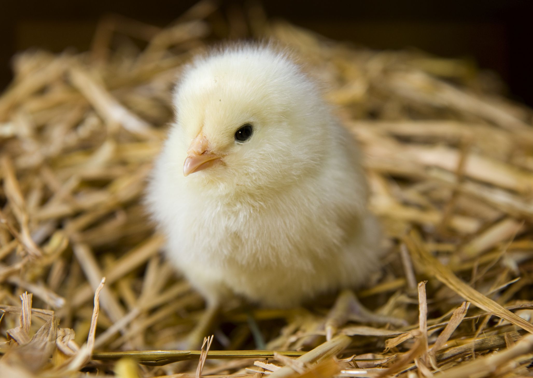 L levage Des Poussins Continentale nutrition fr L levage Des Poussins Continentale nutrition fr
