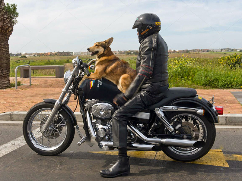 Faire de la moto avec un gros chien, c'est possible ! 🐶🏍