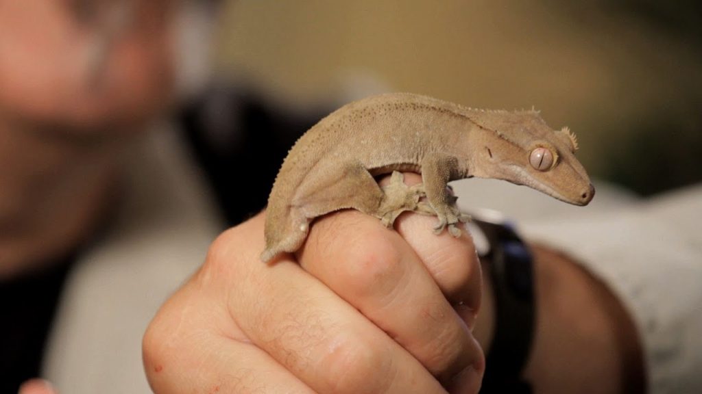 Acheter un gecko à crête comme animal de compagnie continentalenutrition.fr